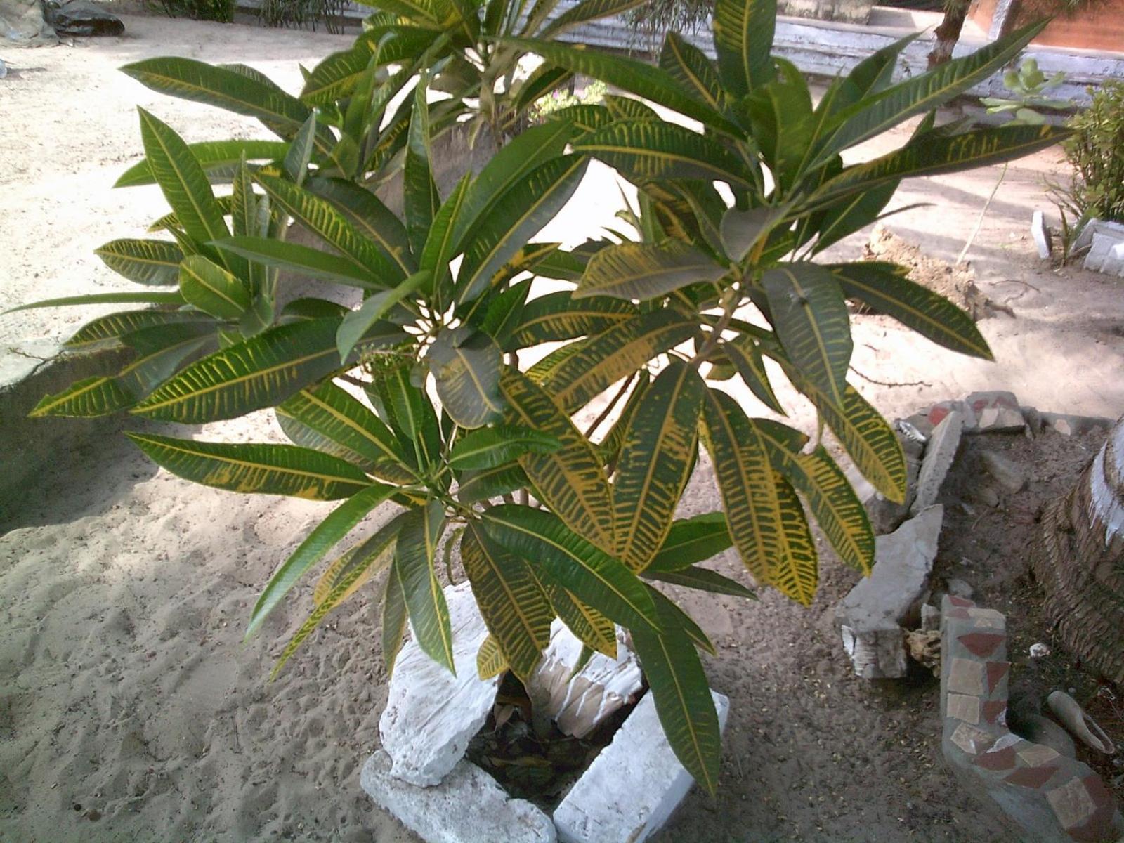 Mangrove Beach Sanyang Buitenkant foto